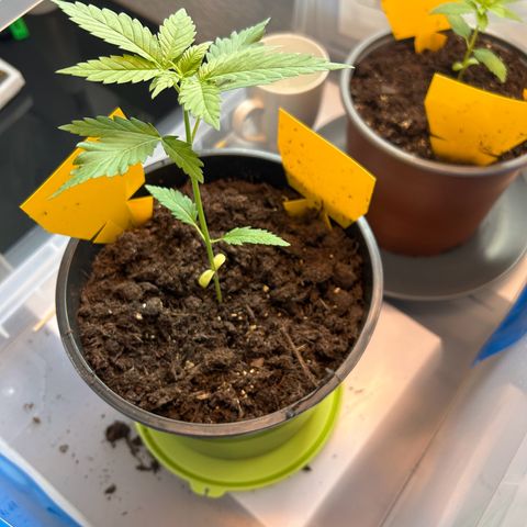 Durban Dew OutdoorKraut growlog timeline photo