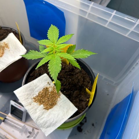 Durban Dew OutdoorKraut growlog timeline photo