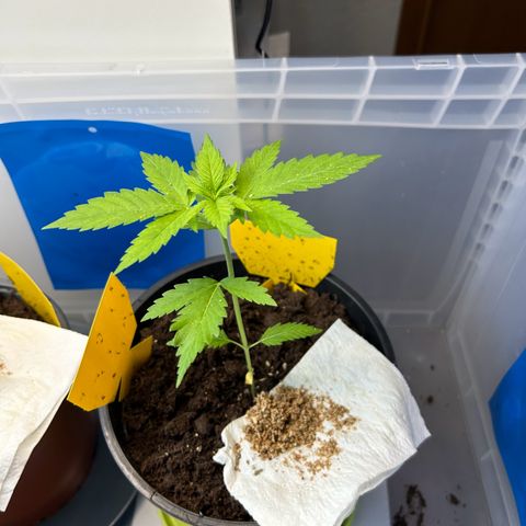 Durban Dew OutdoorKraut growlog timeline photo