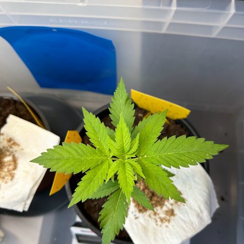 Durban Dew OutdoorKraut growlog timeline photo