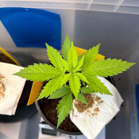 Durban Dew OutdoorKraut growlog timeline photo