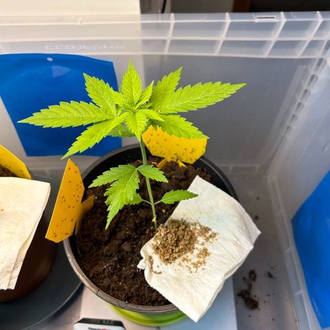 Durban Dew OutdoorKraut growlog timeline photo