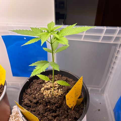 Durban Dew OutdoorKraut growlog timeline photo
