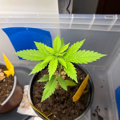 Durban Dew OutdoorKraut growlog timeline photo
