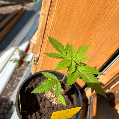 Durban Dew OutdoorKraut growlog timeline photo