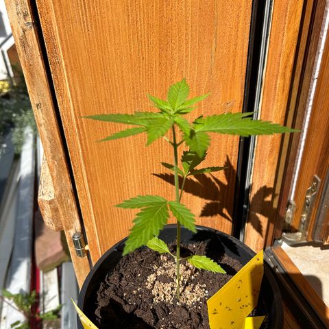 Durban Dew OutdoorKraut growlog timeline photo