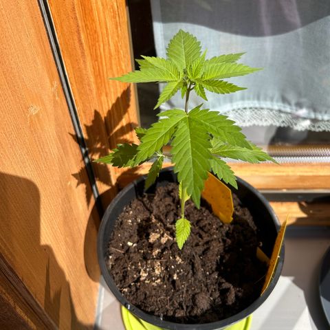 Durban Dew OutdoorKraut growlog timeline photo