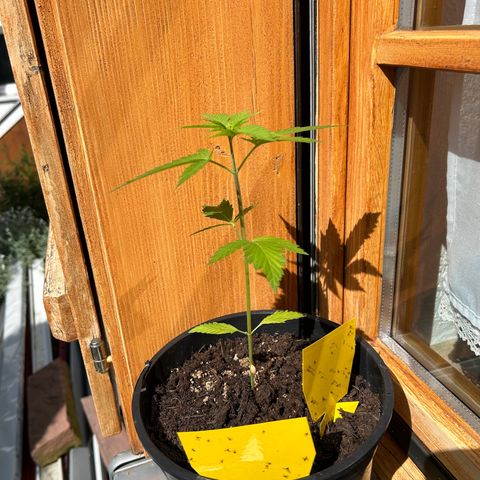 Durban Dew OutdoorKraut growlog timeline photo