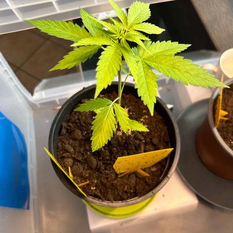 Durban Dew OutdoorKraut growlog timeline photo