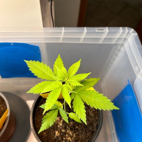 Durban Dew OutdoorKraut growlog timeline photo