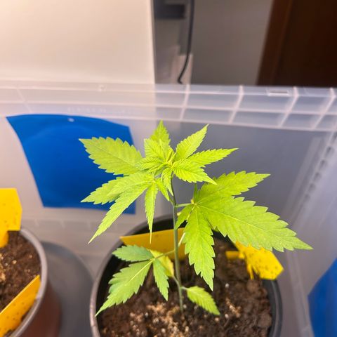 Durban Dew OutdoorKraut growlog timeline photo