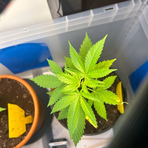Durban Dew OutdoorKraut growlog timeline photo
