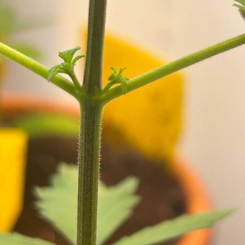 Durban Dew OutdoorKraut growlog timeline photo
