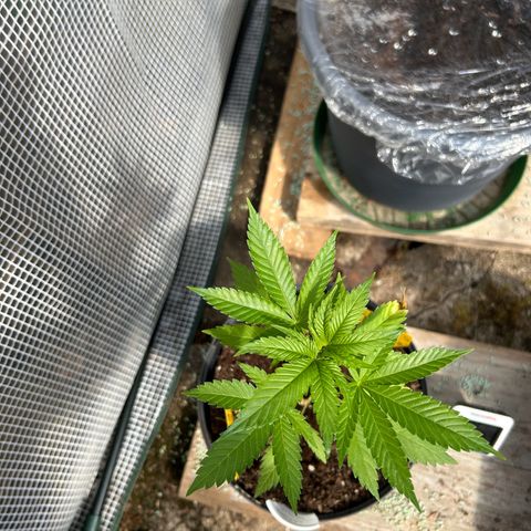 Durban Dew OutdoorKraut growlog timeline photo