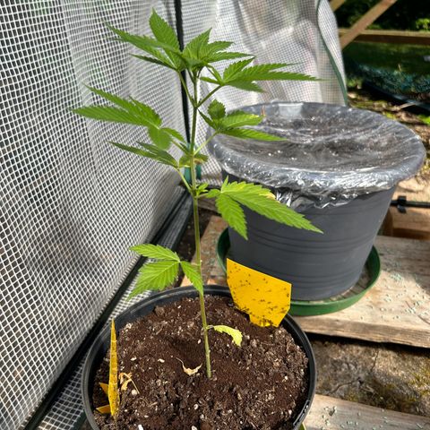 Durban Dew OutdoorKraut growlog timeline photo