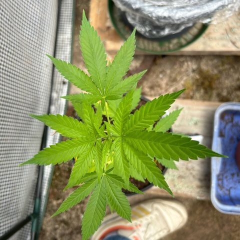 Durban Dew OutdoorKraut growlog timeline photo
