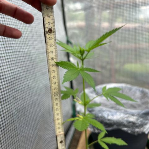 Durban Dew OutdoorKraut growlog timeline photo