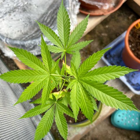 Durban Dew OutdoorKraut growlog photo: Topping 