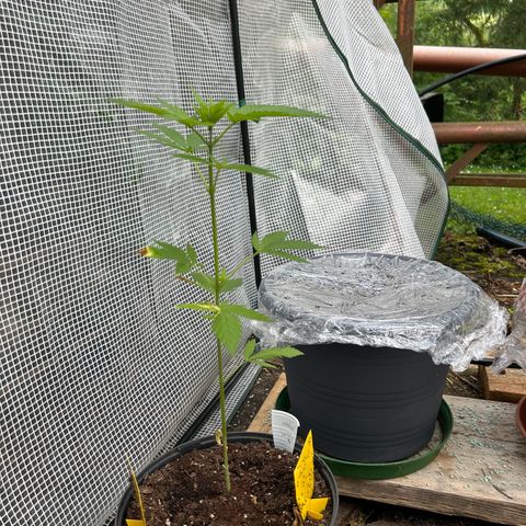 Durban Dew OutdoorKraut growlog photo: Topping 