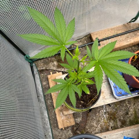 Durban Dew OutdoorKraut growlog timeline photo