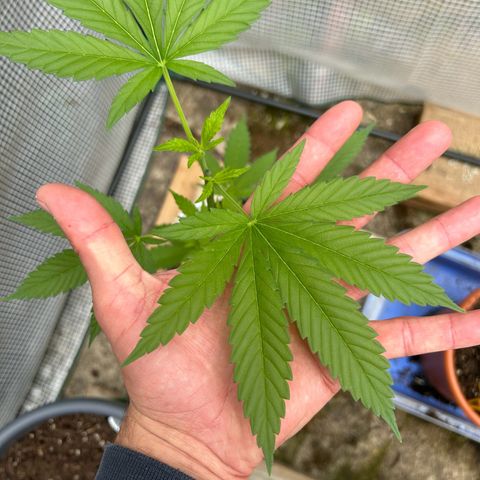 Durban Dew OutdoorKraut growlog timeline photo