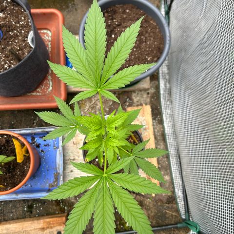Durban Dew OutdoorKraut growlog timeline photo
