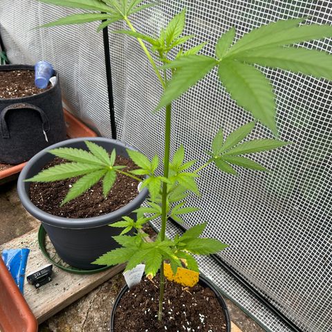 Durban Dew OutdoorKraut growlog timeline photo