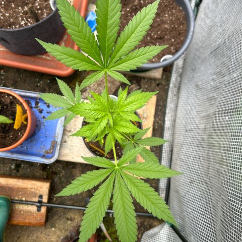 Durban Dew OutdoorKraut growlog timeline photo