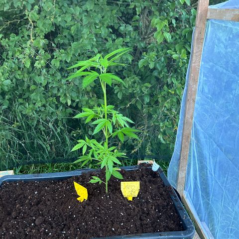 Durban Dew OutdoorKraut growlog timeline photo