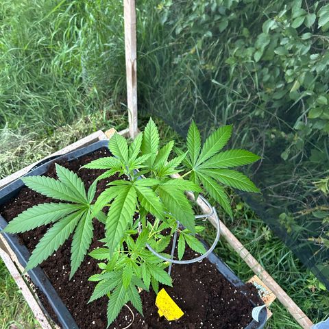 Durban Dew OutdoorKraut growlog timeline photo