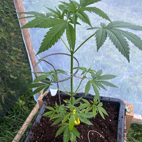 Durban Dew OutdoorKraut growlog timeline photo