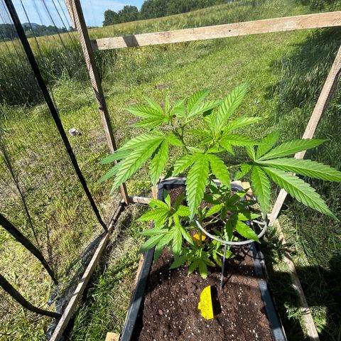 Durban Dew OutdoorKraut growlog timeline photo