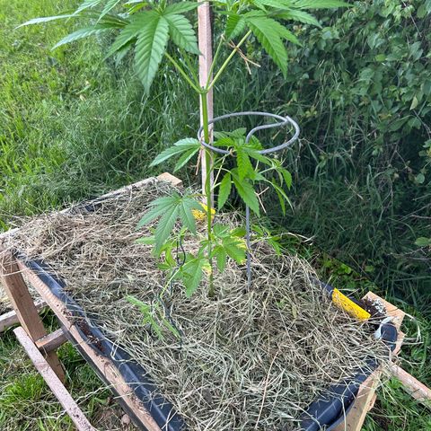 Durban Dew OutdoorKraut growlog timeline photo