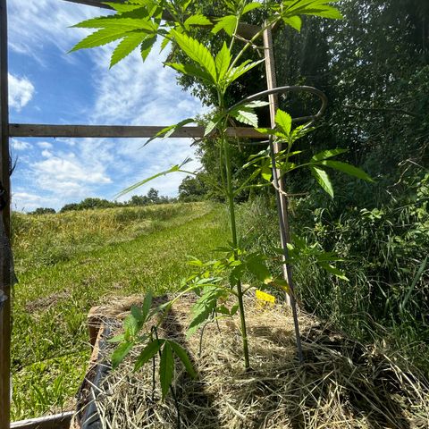 Durban Dew OutdoorKraut growlog timeline photo