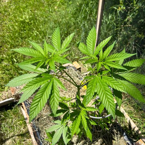 Durban Dew OutdoorKraut growlog timeline photo