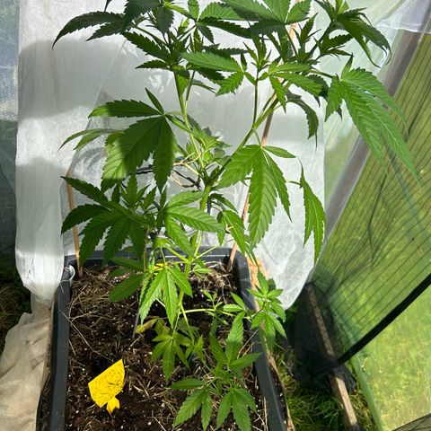 Durban Dew OutdoorKraut growlog timeline photo