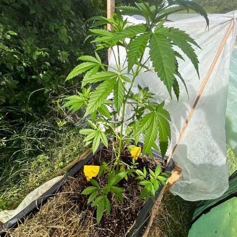 Durban Dew OutdoorKraut growlog timeline photo