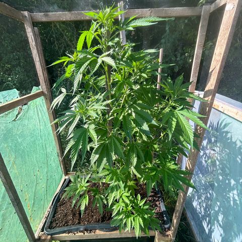 Durban Dew OutdoorKraut growlog timeline photo