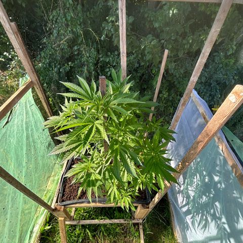 Durban Dew OutdoorKraut growlog timeline photo