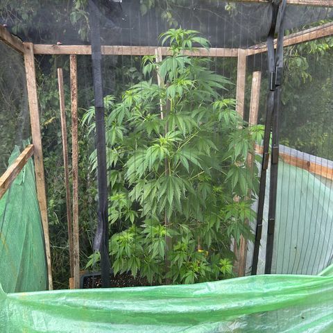 Durban Dew OutdoorKraut growlog timeline photo