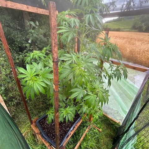 Durban Dew OutdoorKraut growlog timeline photo