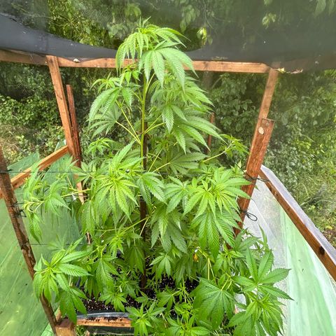 Durban Dew OutdoorKraut growlog timeline photo