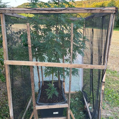 Durban Dew OutdoorKraut growlog timeline photo