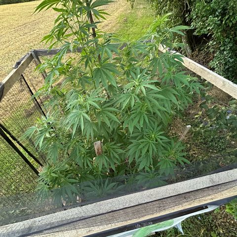 Durban Dew OutdoorKraut growlog timeline photo