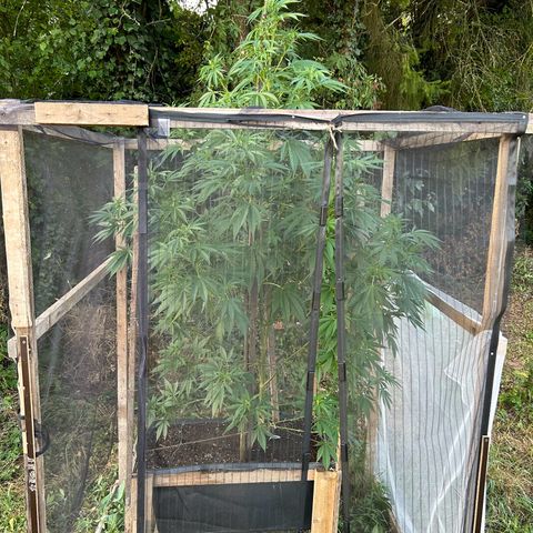 Durban Dew OutdoorKraut growlog timeline photo