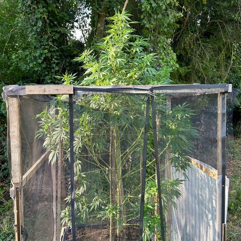Durban Dew OutdoorKraut growlog timeline photo