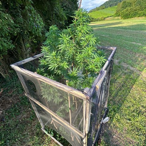 Durban Dew OutdoorKraut growlog timeline photo