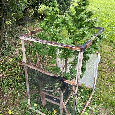 Durban Dew OutdoorKraut growlog timeline photo