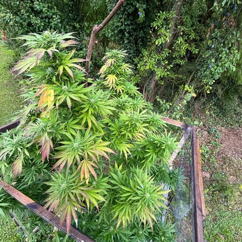 Durban Dew OutdoorKraut growlog timeline photo