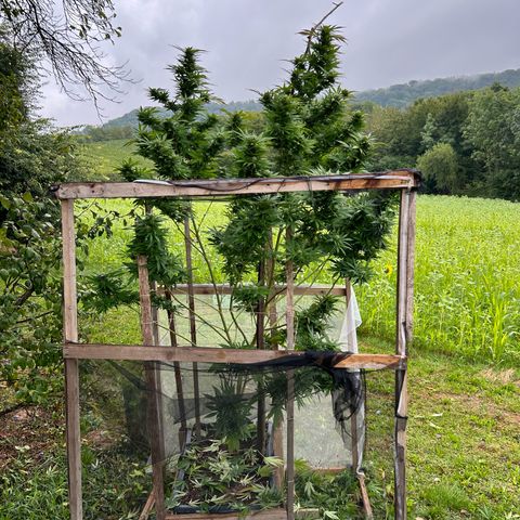 Durban Dew OutdoorKraut growlog timeline photo